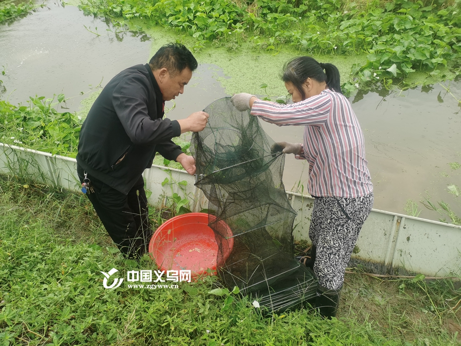 张铭华致富经淡水龙虾_张铭华养龙虾_致富经龙虾养殖视频全集