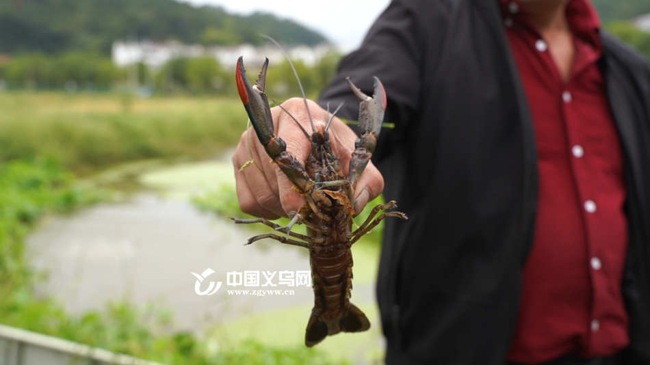 致富经龙虾养殖视频全集_张铭华致富经淡水龙虾_张铭华养龙虾