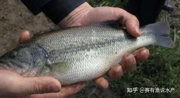 工厂化循环水养殖加州鲈鱼_加州鲈鱼循环水养殖技术_加州鲈鱼养殖技术视频
