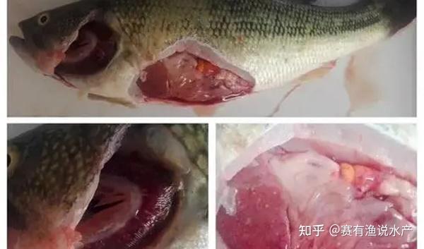 加州鲈鱼循环水养殖技术_工厂化循环水养殖加州鲈鱼_加州鲈鱼养殖技术视频