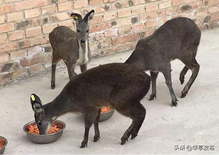 养殖致富之路_林麝养殖的致富路线图_养殖致富经