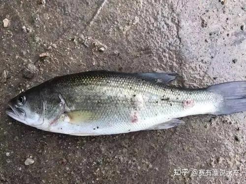 加州鲈鱼循环水养殖技术_加州鲈鱼养殖技术视频_循环水养殖加州鲈可行吗