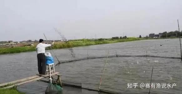加州鲈鱼循环水养殖技术_循环水养殖加州鲈可行吗_加州鲈鱼养殖技术视频