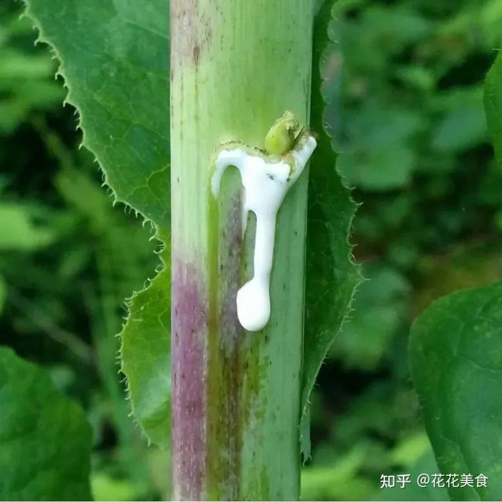 越冬莴笋种植技术视频_莴苣冬季种植技术_越冬莴苣种植技术视频
