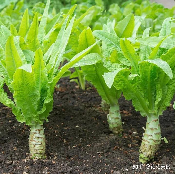 越冬莴苣种植技术视频_莴苣冬季种植技术_越冬莴笋种植技术视频
