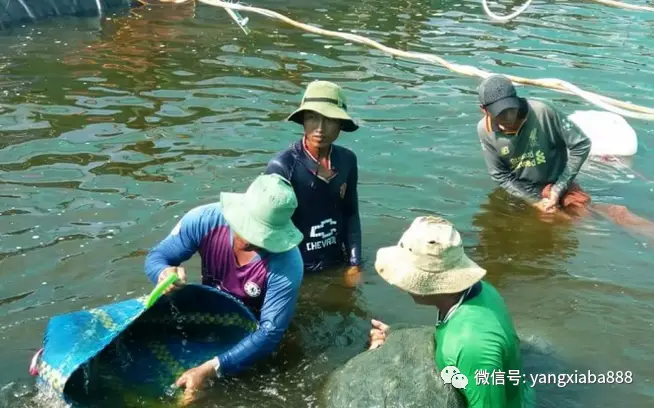 海虾淡水养殖大获成功，他主要是靠......
