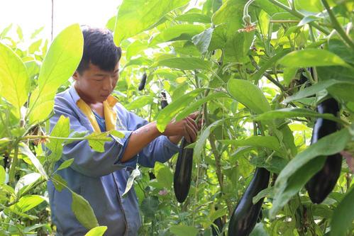 农业种植视频大全_现代农业视频种植技术_农业视频种植技术