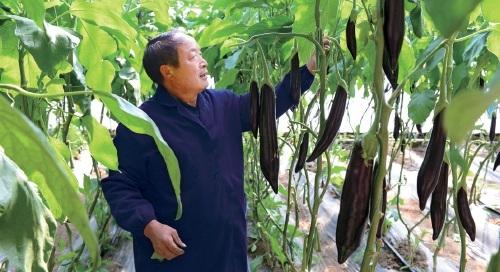 农业视频种植技术_现代农业视频种植技术_农业种植视频大全