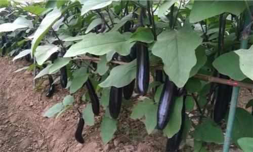 现代农业视频种植技术_农业种植视频大全_农业视频种植技术