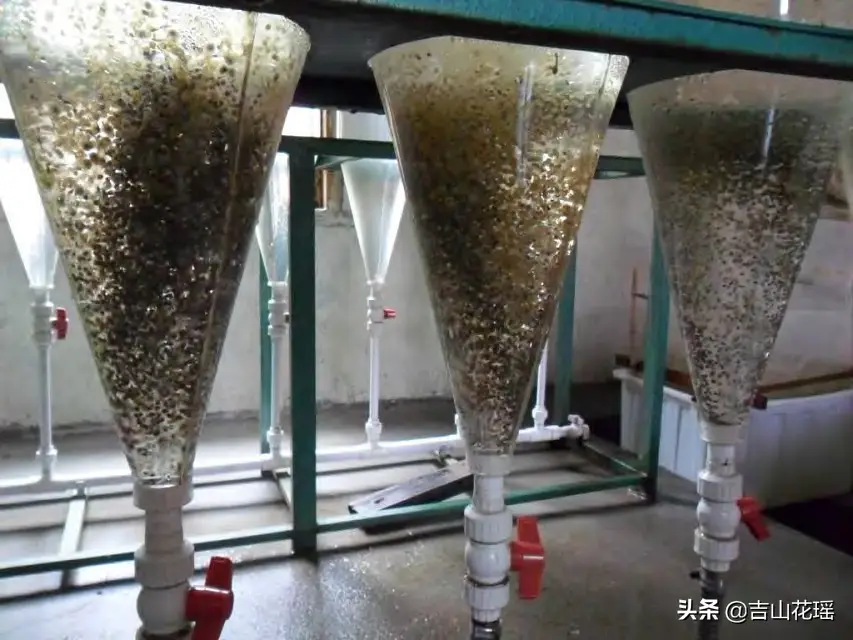 匙吻鲟无公害人工繁殖及苗种培育技术