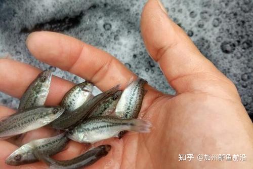 加州鲈鱼标苗成活率如此低，是这几个细节没有注意