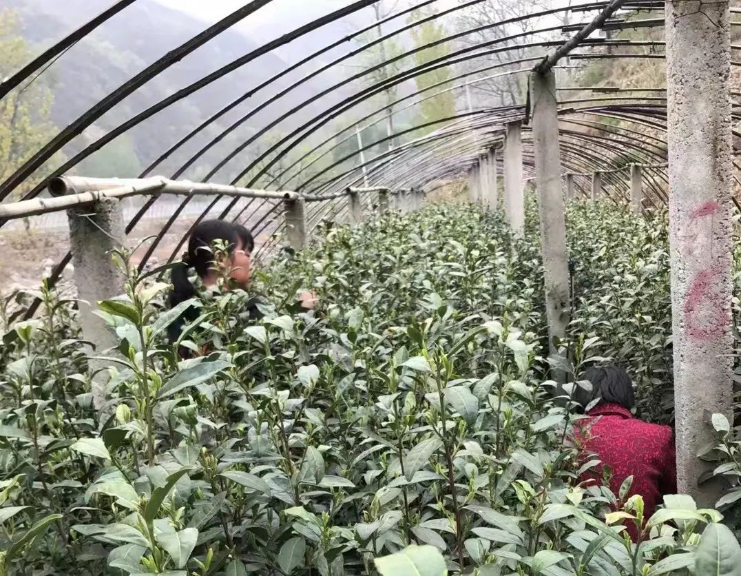 南方茶叶种植致富_南方种植茶叶的有利条件_致富茶叶南方种植好吗