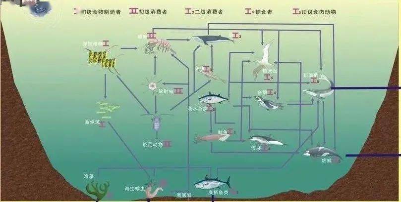 匙吻鲟怎么做好吃_匙吻鲟做法大全_匙吻鲟养殖技术视频