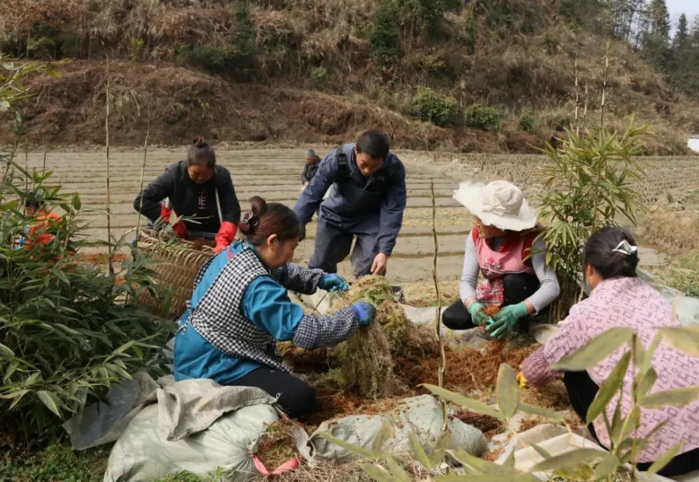 种花致富选什么品种_种植花卉致富_种植花草致富的人
