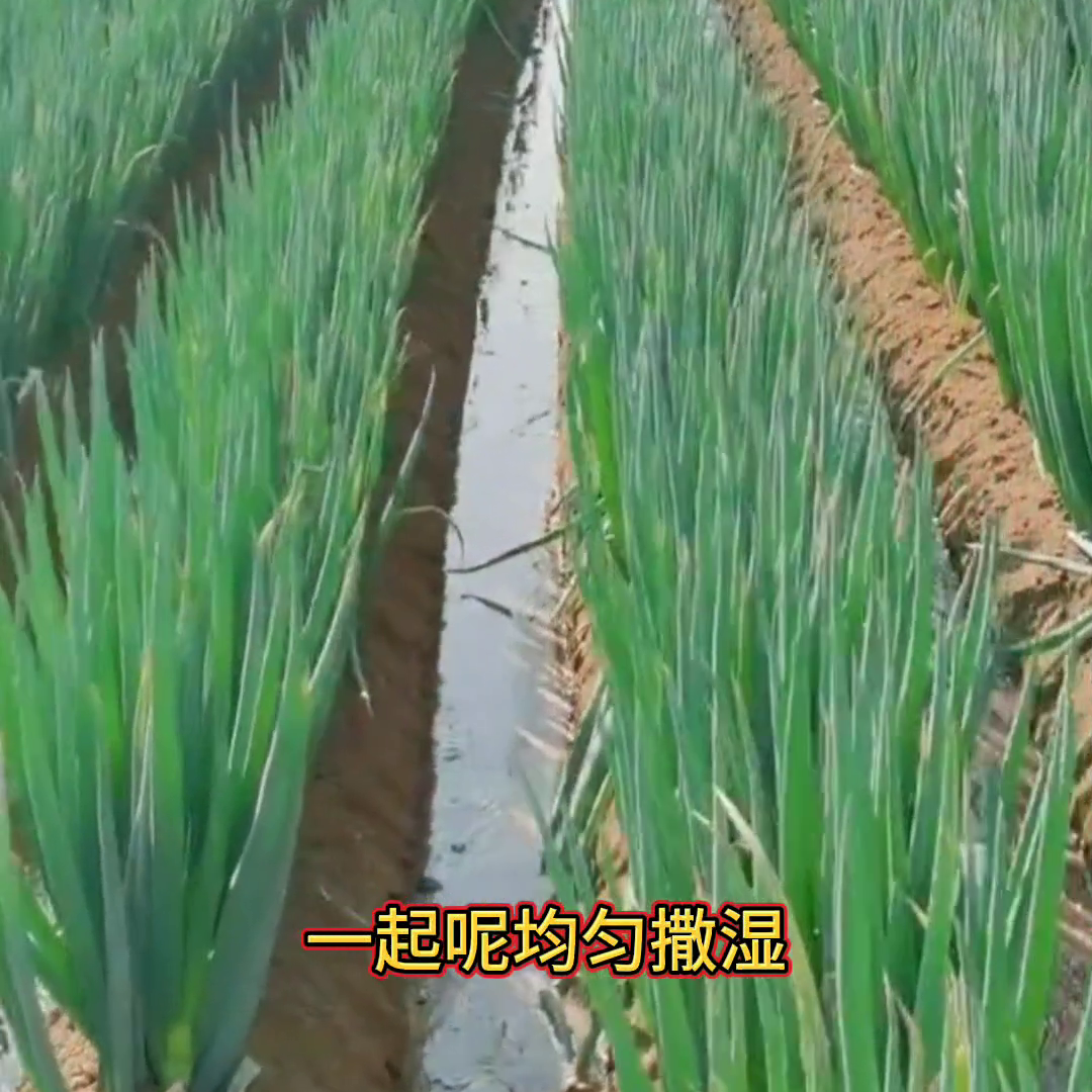 栽植大葱视频_大葱的种植技术视频播放_大葱种植技术视频农广天地