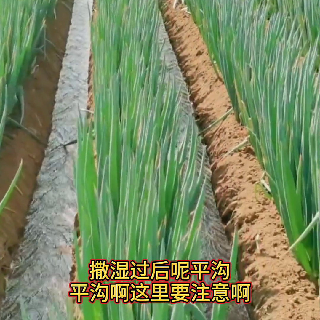 大葱的种植技术视频播放_栽植大葱视频_大葱种植技术视频农广天地