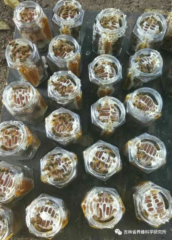 湿湿虫的养殖技术_湿虫养殖技术视频_湿虫治什么病