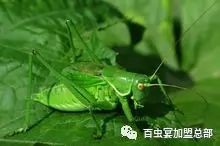 湿虫养殖技术视频_湿虫治什么病_湿湿虫的养殖技术