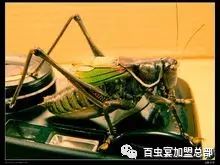 湿虫养殖技术视频_湿湿虫的养殖技术_湿虫治什么病