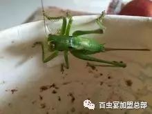 湿湿虫的养殖技术_湿虫养殖技术视频_湿虫治什么病