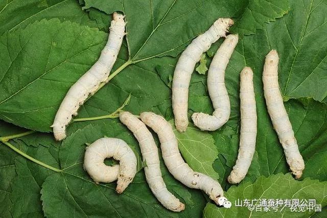湿湿虫的养殖技术_湿虫养殖技术视频_湿虫的捕捉方法