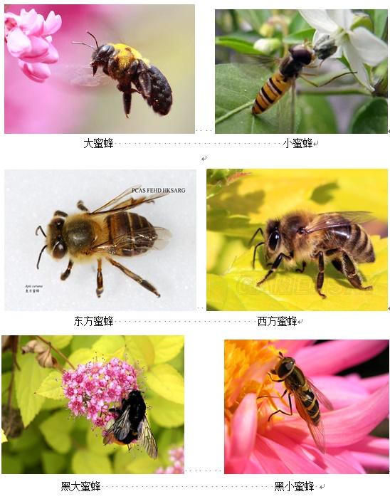 蜜蜂养殖技术蜂箱养殖技术_养殖中华蜜蜂过箱技术_蜜蜂养殖箱怎么做