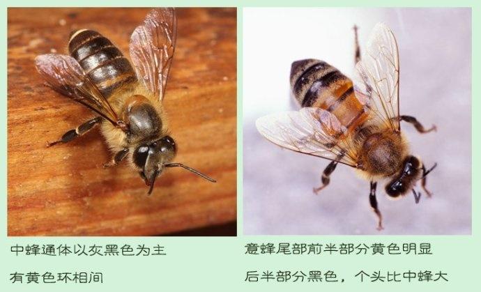 蜜蜂养殖技术蜂箱养殖技术_蜜蜂养殖箱怎么做_养殖中华蜜蜂过箱技术