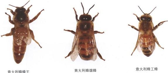蜜蜂养殖技术蜂箱养殖技术_养殖中华蜜蜂过箱技术_蜜蜂养殖箱怎么做
