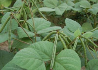 红豆什么时候种植最好（红豆最佳播种时间及种植方法）插图2