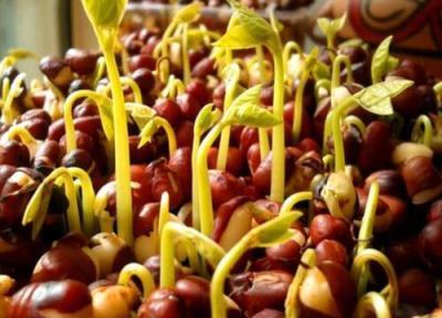 红豆什么时候种植最好（红豆最佳播种时间及种植方法）插图4