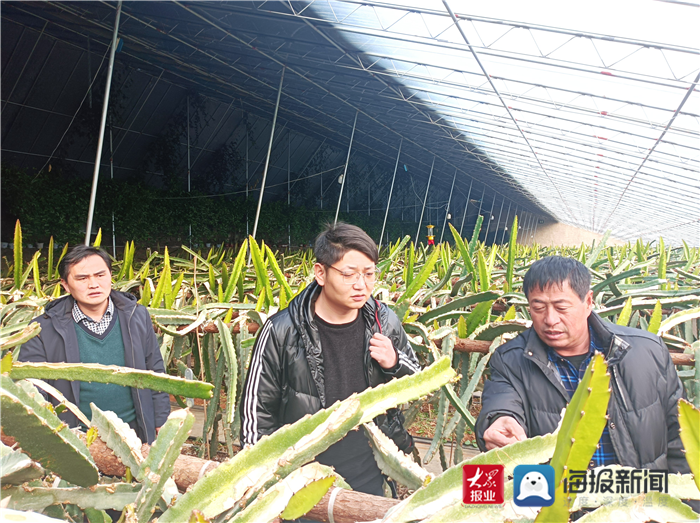 中药木瓜致富经_中药木瓜的制作方法_中药木瓜有什么功效
