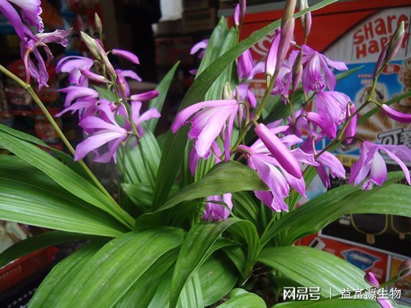 白及种植技术难不难_白及育苗栽培关键技术_白及栽培技术