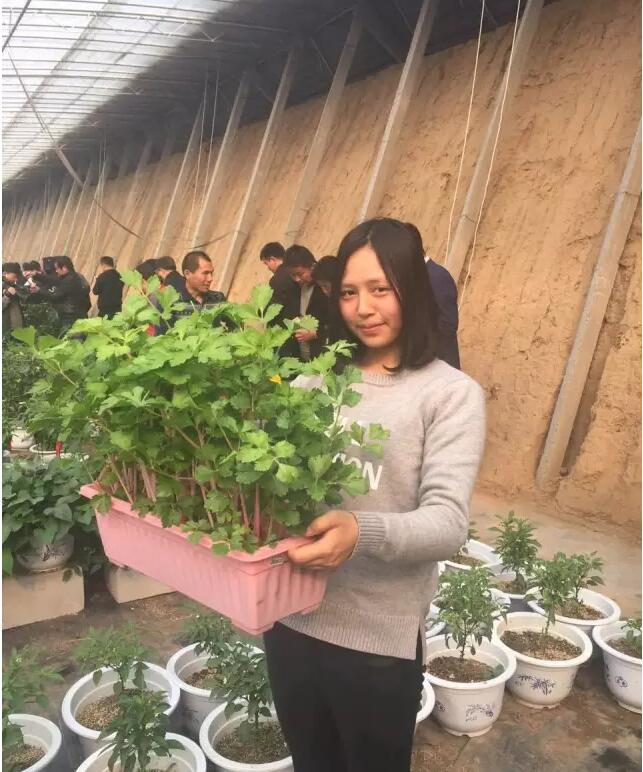 盆栽蔬菜2.jpg