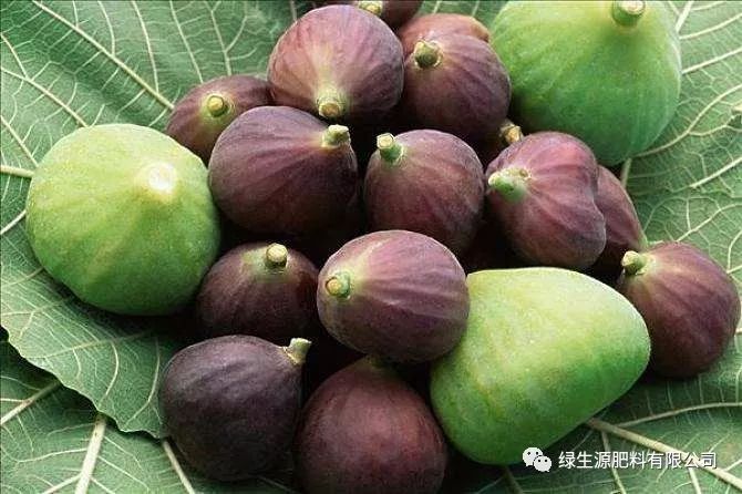 无花果种植技术分解_如何种植无花果树_无花果种植技术视频
