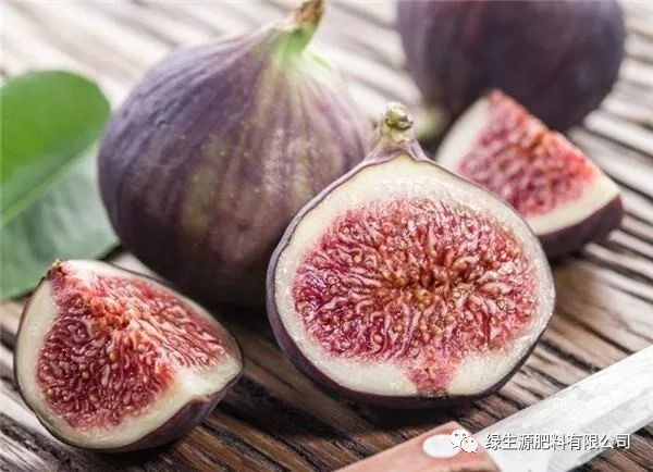 如何种植无花果树_无花果种植技术分解_无花果种植技术视频