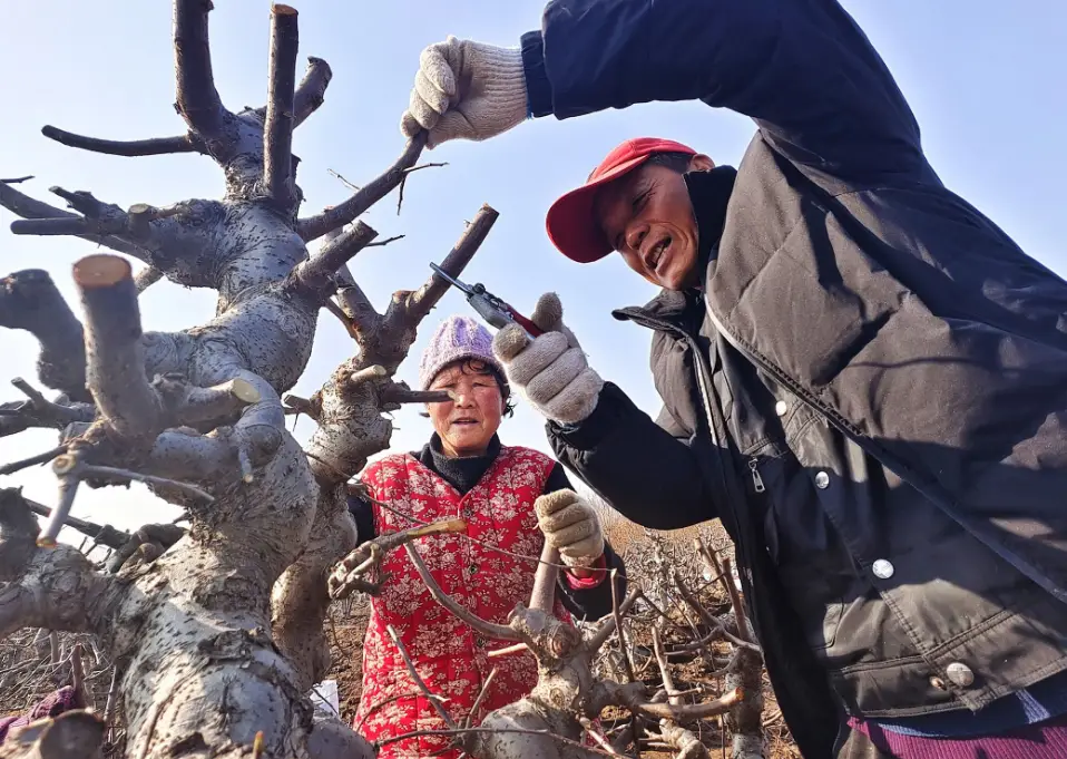 致富种植盆景绿色是什么_致富种植盆景绿色植物_绿色盆景种植致富