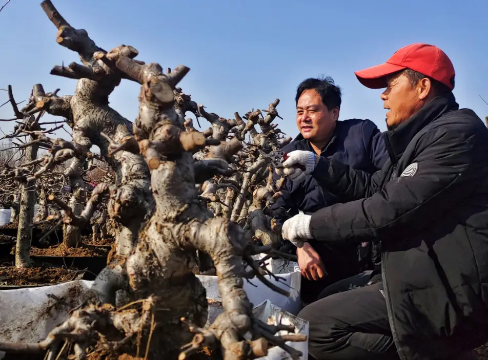 致富种植盆景绿色是什么_绿色盆景种植致富_致富种植盆景绿色植物