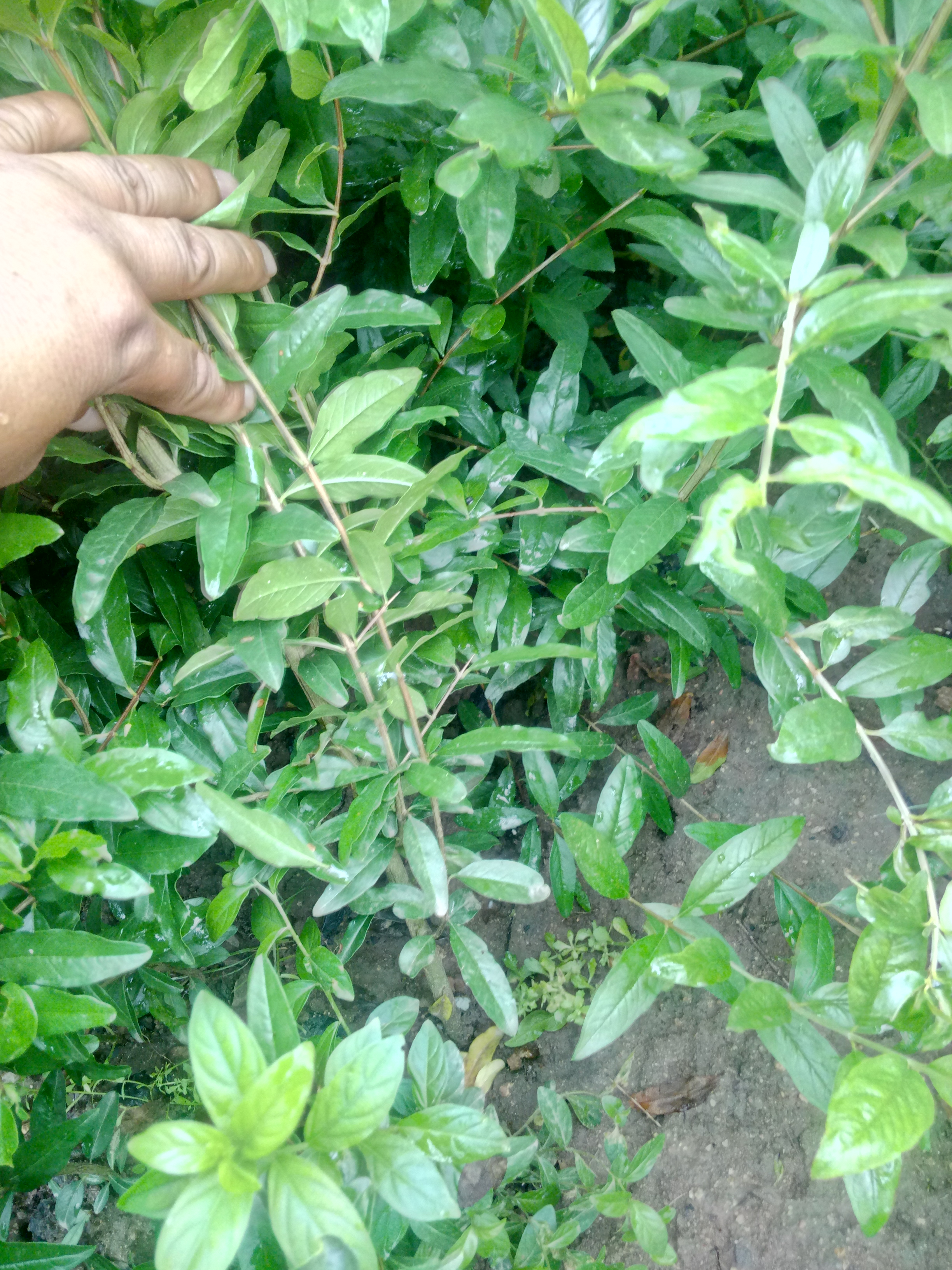 湖南新品种石榴苗 种植技术