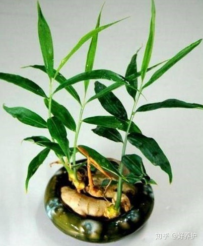 致富种植可以养多肉吗_致富种植可以种植什么_可以种植什么致富
