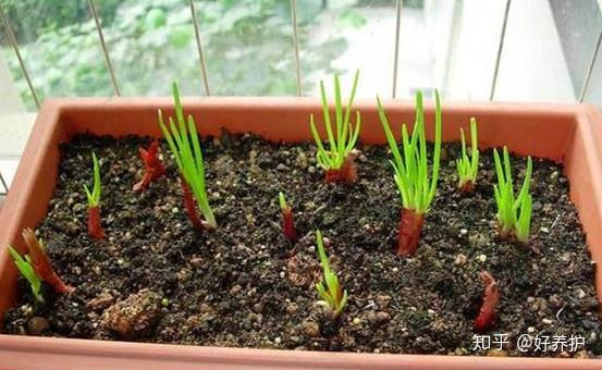 可以种植什么致富_致富种植可以种植什么_致富种植可以养多肉吗