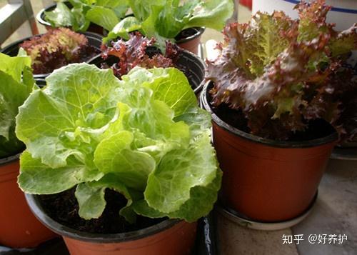 致富种植可以种植什么_致富种植可以养多肉吗_可以种植什么致富