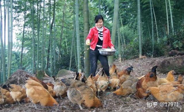 山鸡林下养殖技术视频_山林养鸡怎么养视频_山鸡养殖技术视频教程