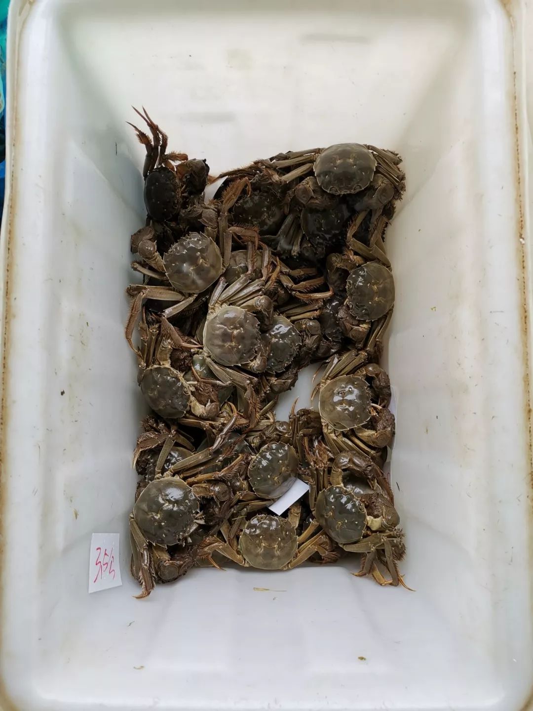 致富经青虾养殖视频_视频致富养青虾是真的吗_致富经养青虾视频