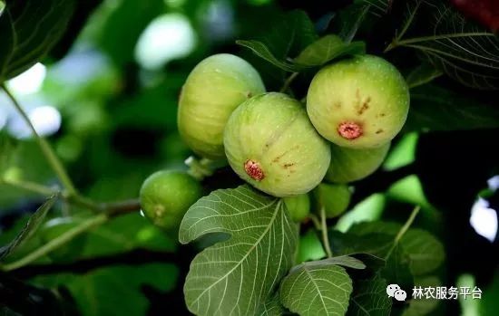 如何种植无花果树_无花果种植技术分解_无花果种植技术视频