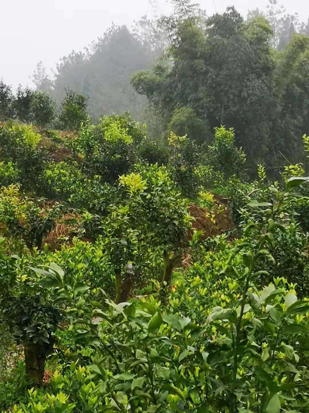 致富河口种植果树视频_河口种植致富果_河口采摘