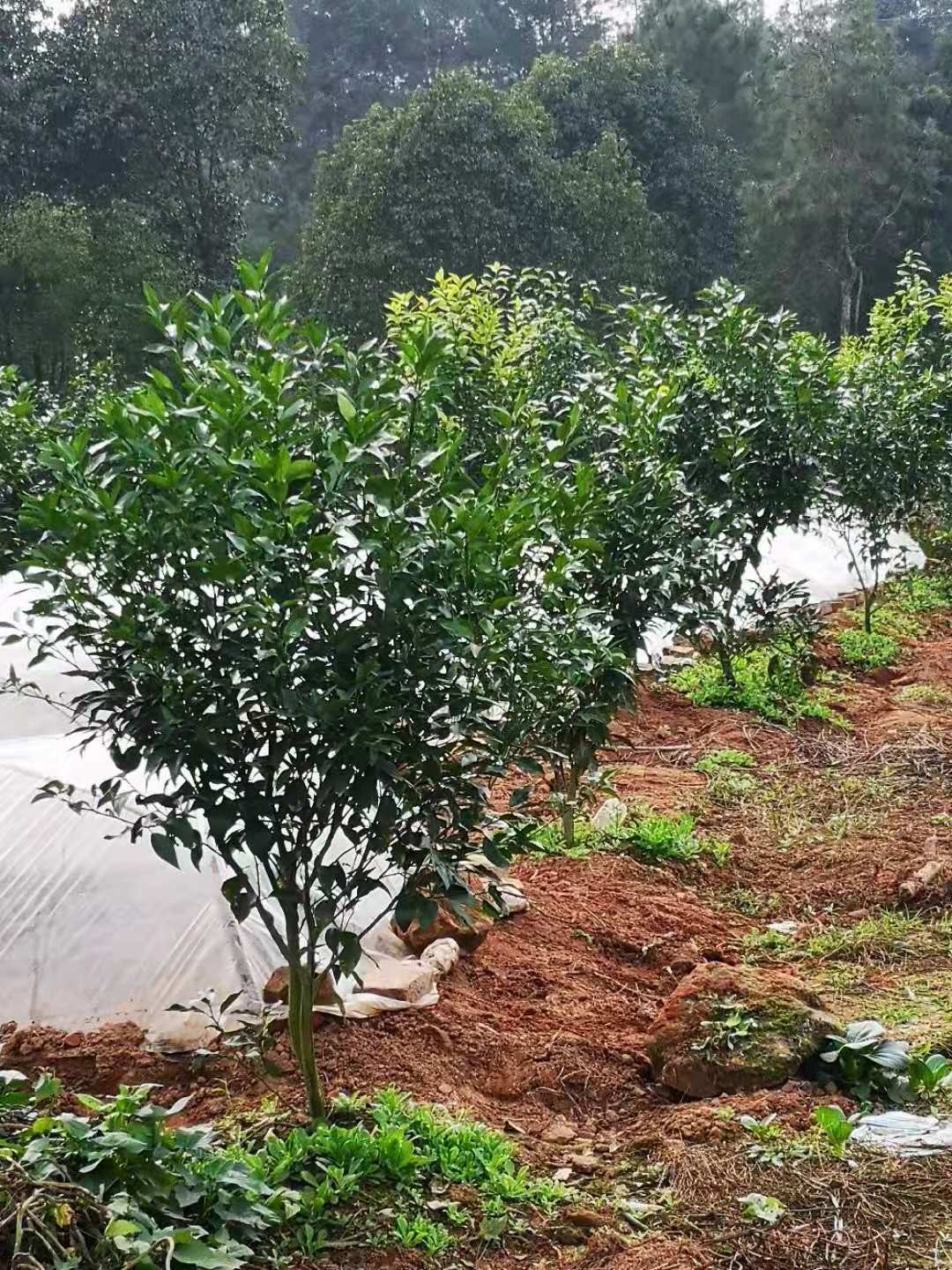 河口种植致富果_河口采摘_致富河口种植果树视频
