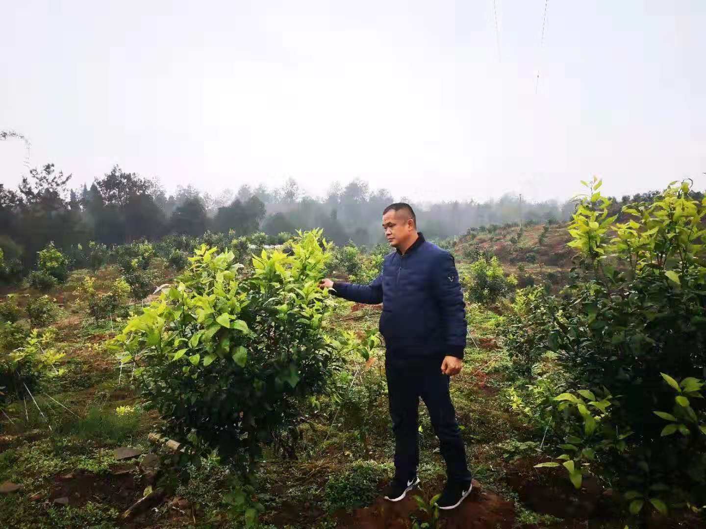 致富河口种植果树视频_河口种植致富果_河口采摘