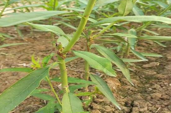 致富种植可以赚钱吗_致富种植什么比较赚大钱_可以种植什么致富
