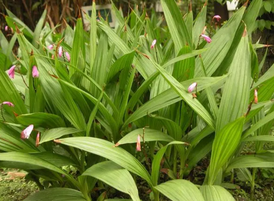 白及种植技术难不难_白及育苗栽培关键技术_白及栽培技术