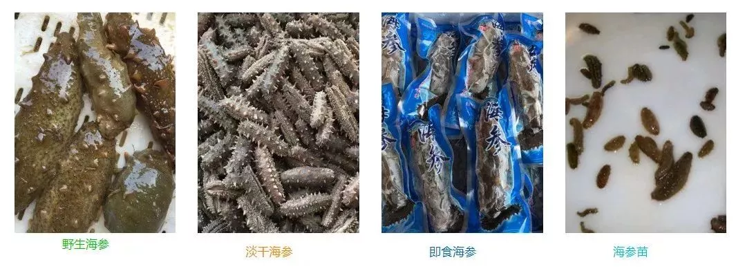 海参养殖技术视频_海参养殖水产技术视频_水产海参养殖技术